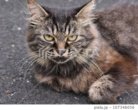 見つめる猫 見つめる猫 107346056