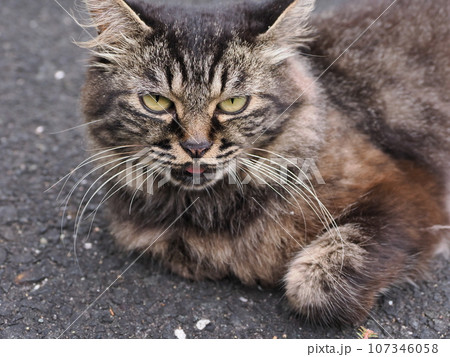 見つめる猫 見つめる猫 107346058