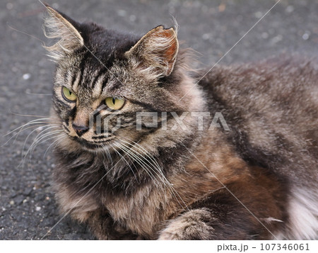 見つめる猫 見つめる猫 107346061