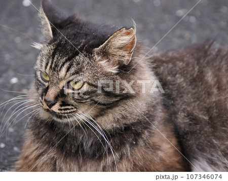 見つめる猫 見つめる猫 107346074