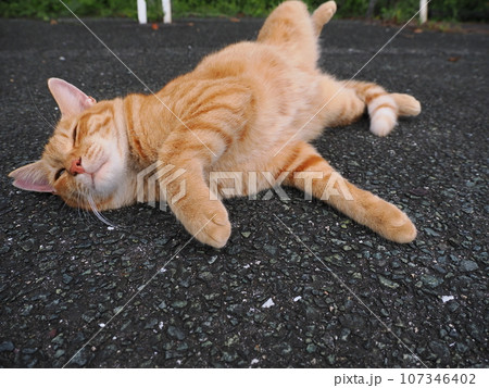伸びをする猫 107346402
