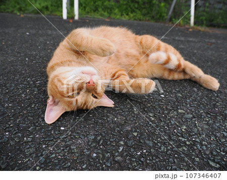 伸びをする猫 107346407