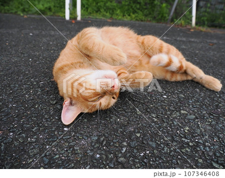 伸びをする猫 伸びをする猫 107346408