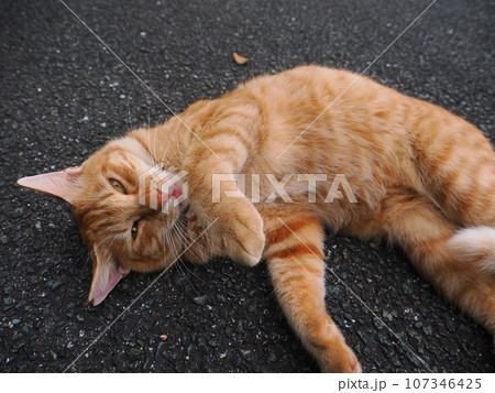 伸びをする猫 107346425