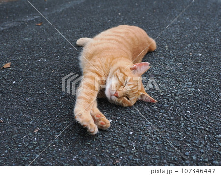 伸びをする猫 107346447
