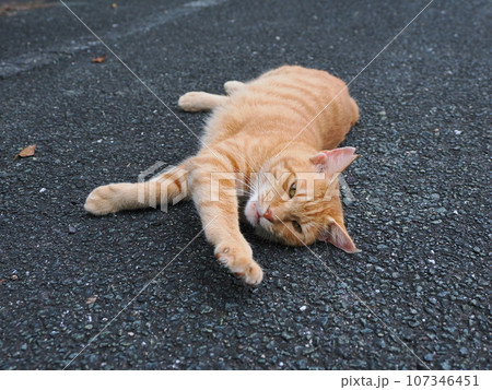 伸びをする猫 伸びをする猫 107346451