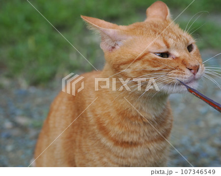 何かを見つめる茶トラの野良猫 何かを見つめる茶トラの野良猫 107346549