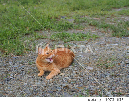 何かを見つめる茶トラの野良猫 107346574