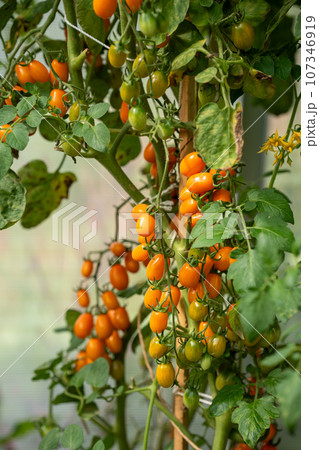 A close-up of a plant with small orange and yellow tomatoes hanging from it. Vertical shot. A close-up of a plant with small orange and yellow tomatoes hanging from it. Vertical shot. 107346919