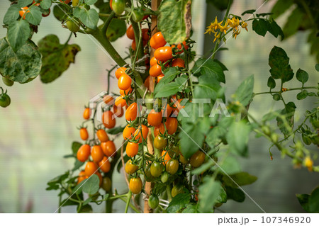 A close-up of a plant with small orange and yellow tomatoes hanging from it 107346920