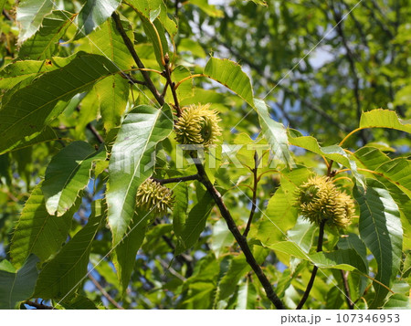 青いドングリの実 107346953