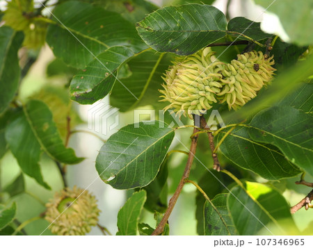 青いドングリの実 107346965