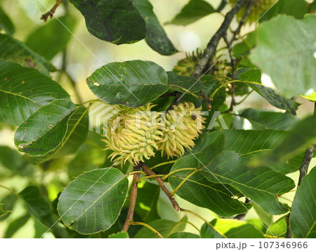 青いドングリの実 107346966