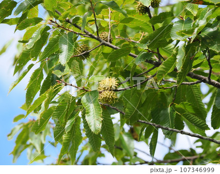 青いドングリの実 107346999