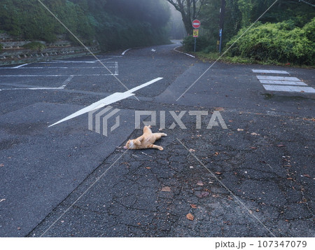 伸びをする猫 伸びをする猫 107347079