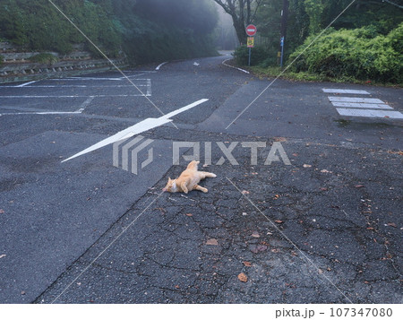 伸びをする猫 伸びをする猫 107347080