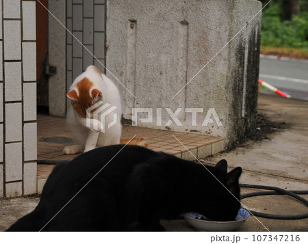 猫のいる風景 107347216