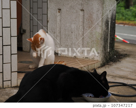 猫のいる風景 107347217