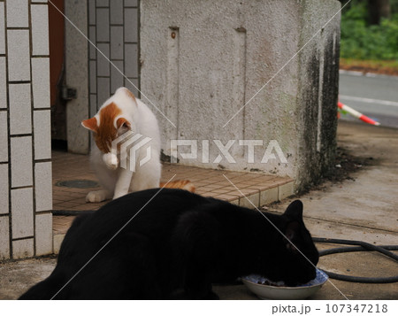 猫のいる風景 107347218