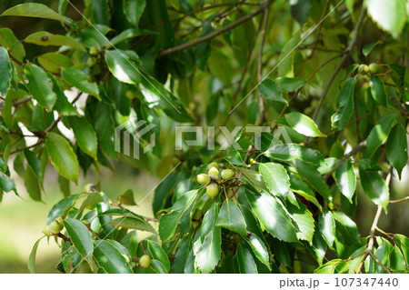 木になるドングリ 107347440