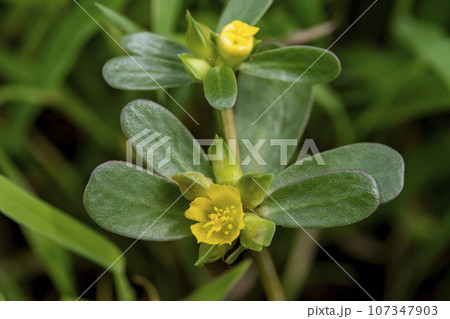 スベリヒユの花 107347903