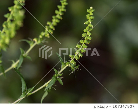 花粉症の原因であるブタクサの花 107347907