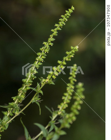 花粉症の原因であるブタクサの花 107347908