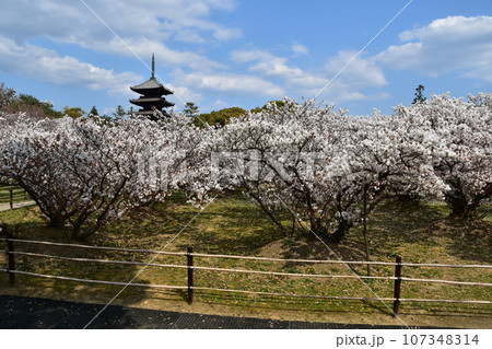 日本の春の京都 世界遺産の仁和寺 満開の御室桜と重要文化財の五重塔と美しい青空 日本の春の京都 世界遺産の仁和寺 満開の御室桜と重要文化財の五重塔と美しい青空 107348314