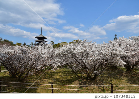 日本の春の京都 世界遺産の仁和寺 満開の御室桜と重要文化財の五重塔と美しい青空 日本の春の京都 世界遺産の仁和寺 満開の御室桜と重要文化財の五重塔と美しい青空 107348315