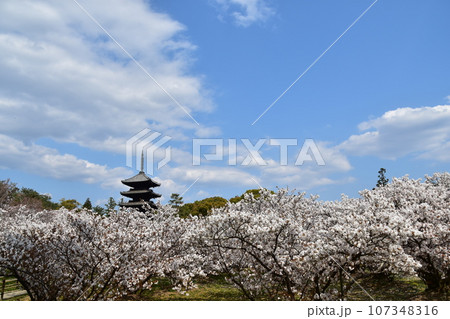 日本の春の京都 世界遺産の仁和寺 満開の御室桜と重要文化財の五重塔と美しい青空 日本の春の京都 世界遺産の仁和寺 満開の御室桜と重要文化財の五重塔と美しい青空 107348316