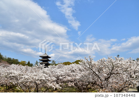日本の春の京都　世界遺産の仁和寺　満開の御室桜と重要文化財の五重塔と美しい青空 107348448