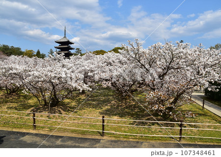日本の春の京都　世界遺産の仁和寺　満開の御室桜と重要文化財の五重塔と美しい青空 107348461