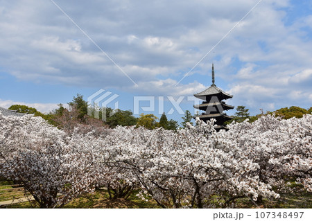 日本の春の京都　世界遺産の仁和寺　満開の御室桜と重要文化財の五重塔と美しい青空 107348497