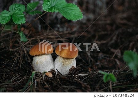 Two beautiful boletus edulis on dark background in the forest. Edible tasty mushroom penny bun, porcini, cep, porcino, king boletus macro. 107348524