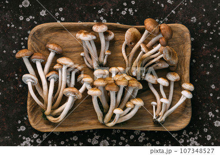 Honey fungus mushrooms in a wooden plate on dark abstract background. Edible delicious mushrooms armillaria mellea or honey agarics. Top view, flat lay. Honey fungus mushrooms in a wooden plate on dark abstract background. Edible delicious mushrooms armillaria mellea or honey agarics. Top view, flat lay. 107348527