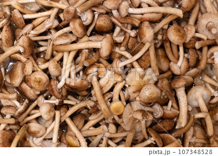 Armillaria mellea mushrooms background. Clean washed honey fungus or honey agarics. Armillaria mellea mushrooms background. Clean washed honey fungus or honey agarics. 107348528