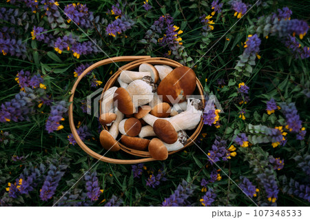 Mushrooms in basket on a purple flowers background. Edible boletus edulis, penny bun, ceps, porcini. Beautiful mushroom background. Forest harvest. Top view, flat lay. Mushrooms in basket on a purple flowers background. Edible boletus edulis, penny bun, ceps, porcini. Beautiful mushroom background. Forest harvest. Top view, flat lay. 107348533