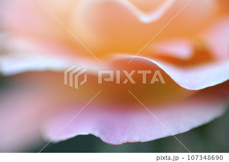 薔薇のクローズアップ 薔薇のクローズアップ 107348690