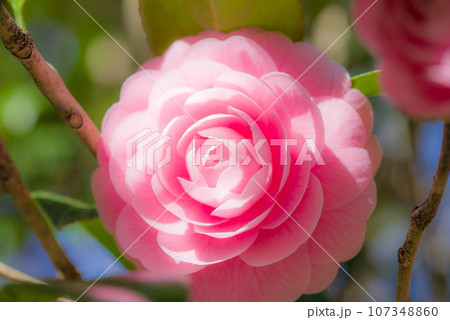 美しいピンクの「オトメツバキ」 107348860