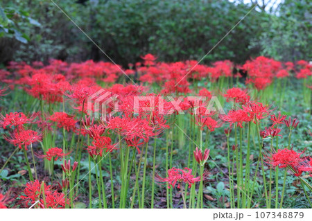赤い彼岸花（曼珠沙華） 107348879
