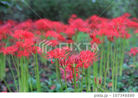赤い彼岸花(曼珠沙華) 赤い彼岸花(曼珠沙華) 107348880