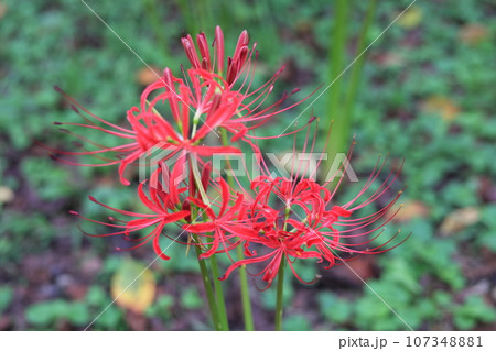 赤い彼岸花(曼珠沙華) 赤い彼岸花(曼珠沙華) 107348881