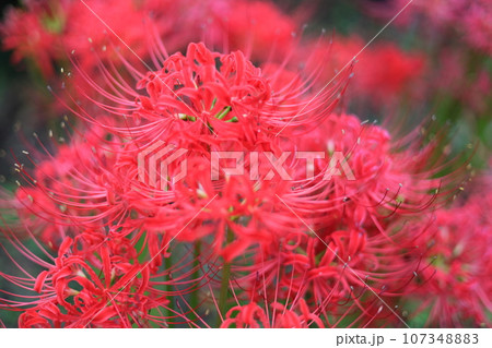赤い彼岸花(曼珠沙華) 赤い彼岸花(曼珠沙華) 107348883