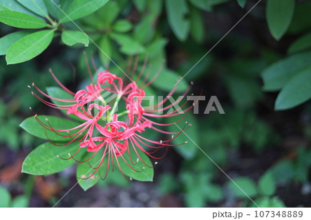 赤い彼岸花（曼珠沙華） 107348889