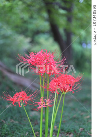 赤い彼岸花(曼珠沙華) 赤い彼岸花(曼珠沙華) 107348898