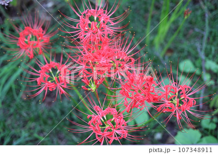 赤い彼岸花（曼珠沙華） 107348911