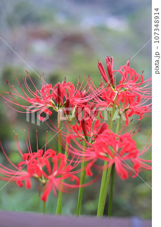 赤い彼岸花(曼珠沙華) 赤い彼岸花(曼珠沙華) 107348914