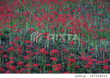 赤い彼岸花（曼珠沙華） 107348938
