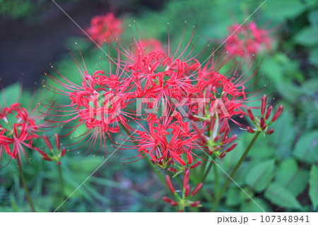 赤い彼岸花(曼珠沙華) 赤い彼岸花(曼珠沙華) 107348941