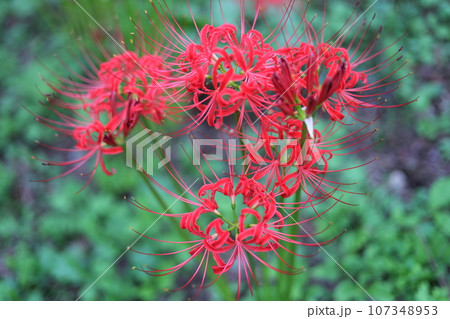 赤い彼岸花（曼珠沙華） 107348953